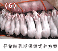 仔豬哺乳期保健--135保健養豬技術應用方案